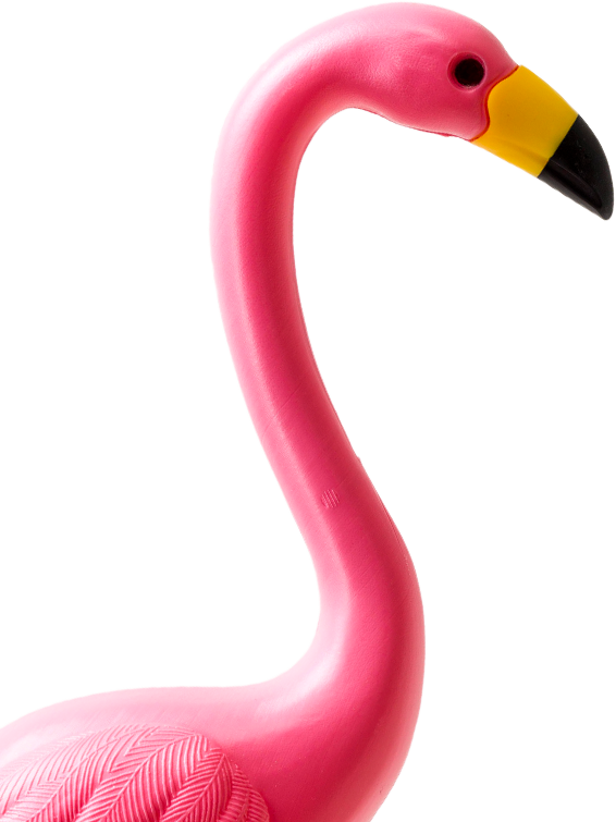 flamingo