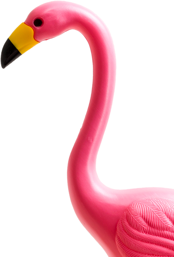 flamingo