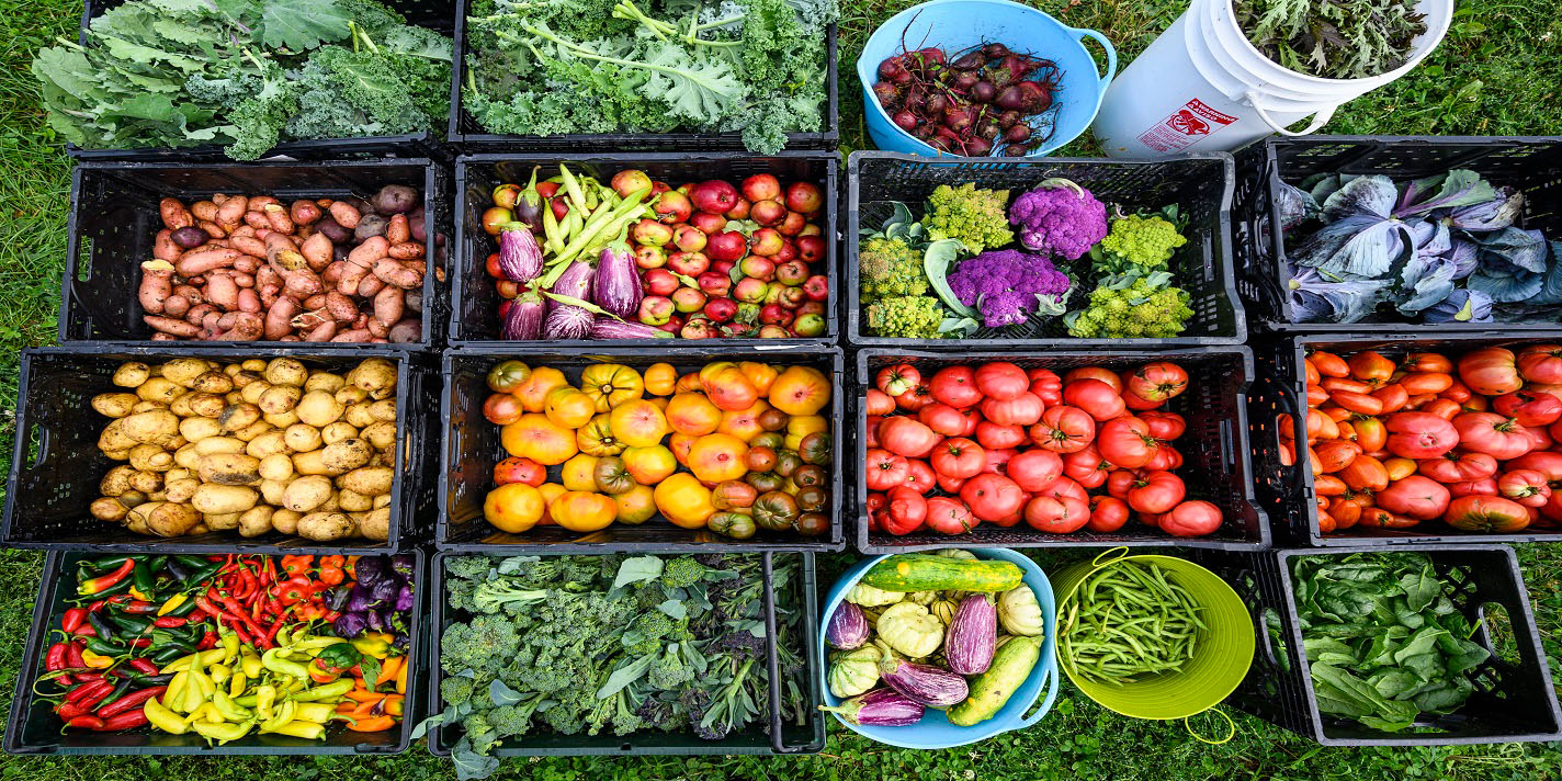 Several boxes of vegetables