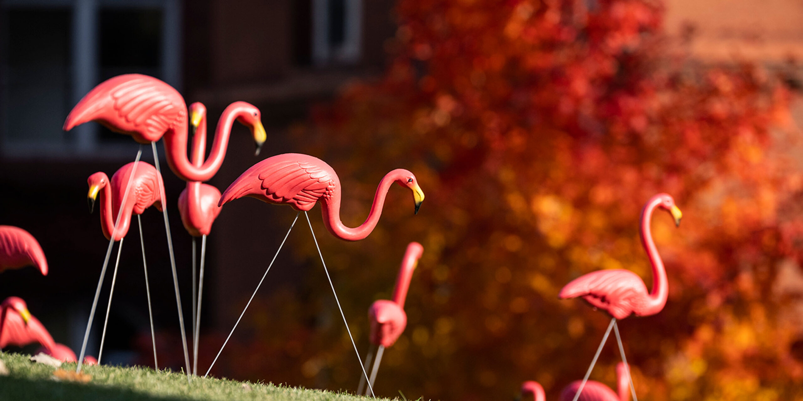 Flamingos on Bascom Hill