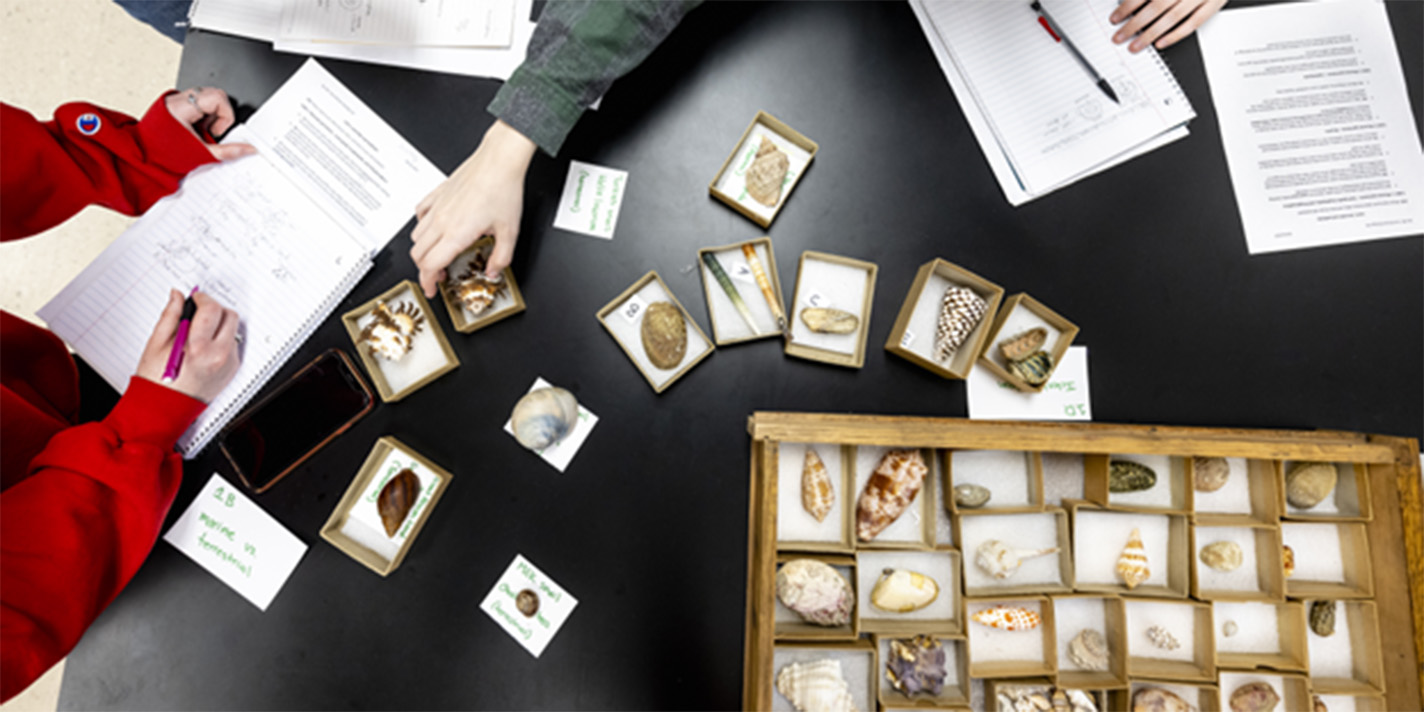 Students researching sea shell specimens