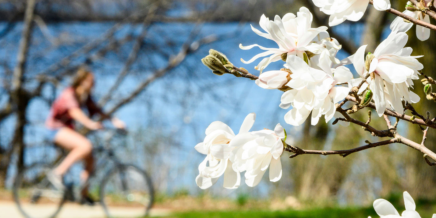 Tree blooms on Lakeshore Path